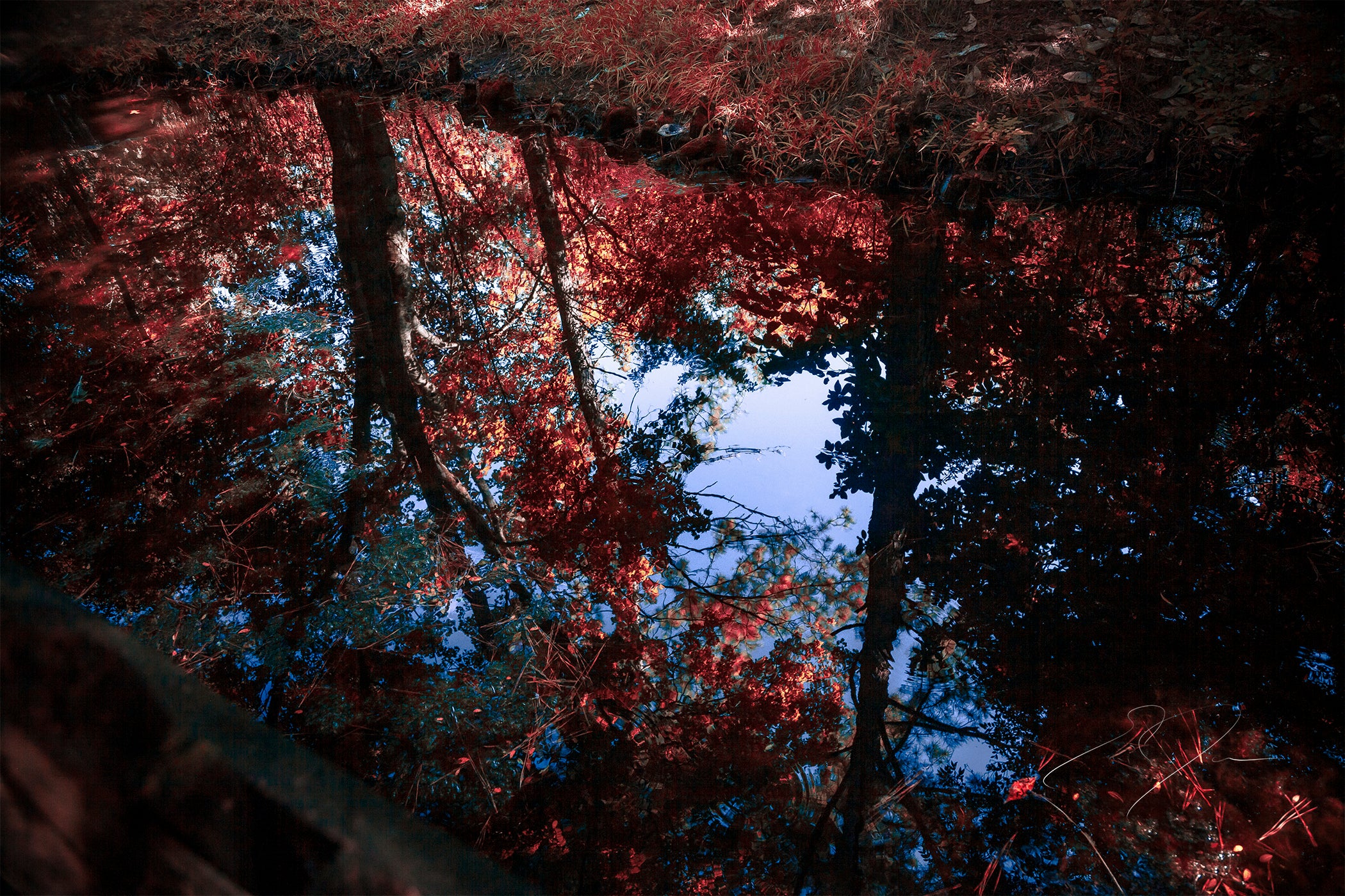 NATURE'S REFLECTION (2022)