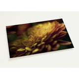 PETALS' GLOW | Postcards