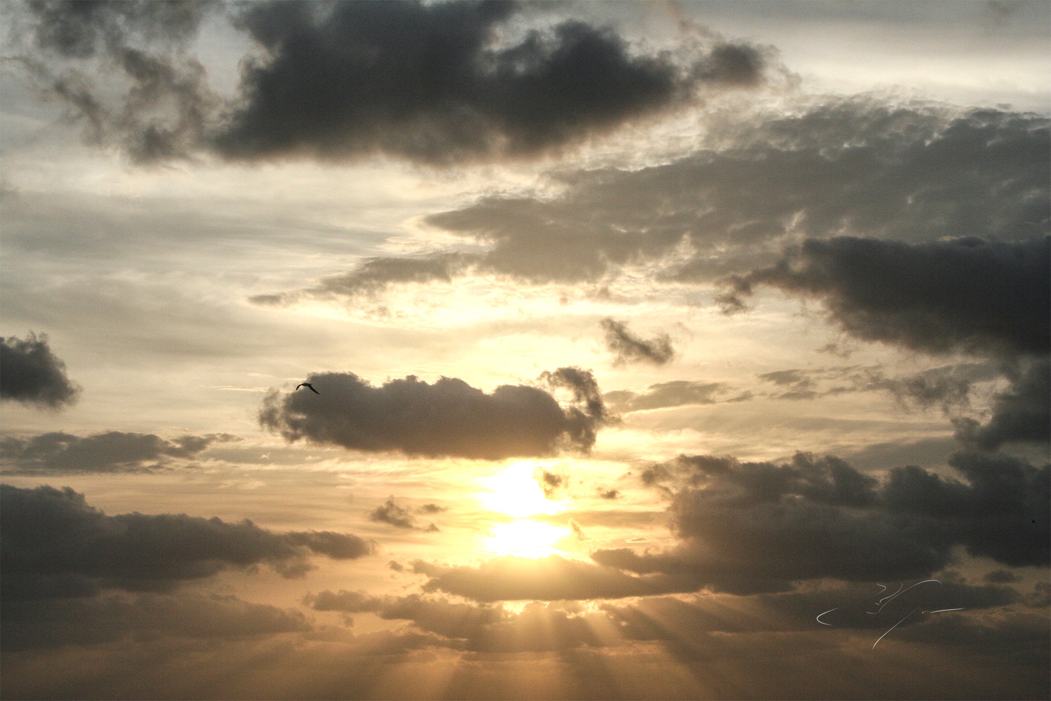 RAYS OF LIGHT (2008)