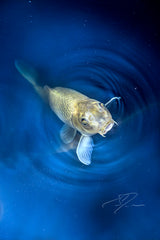 RISE TO THE TOP (2022)