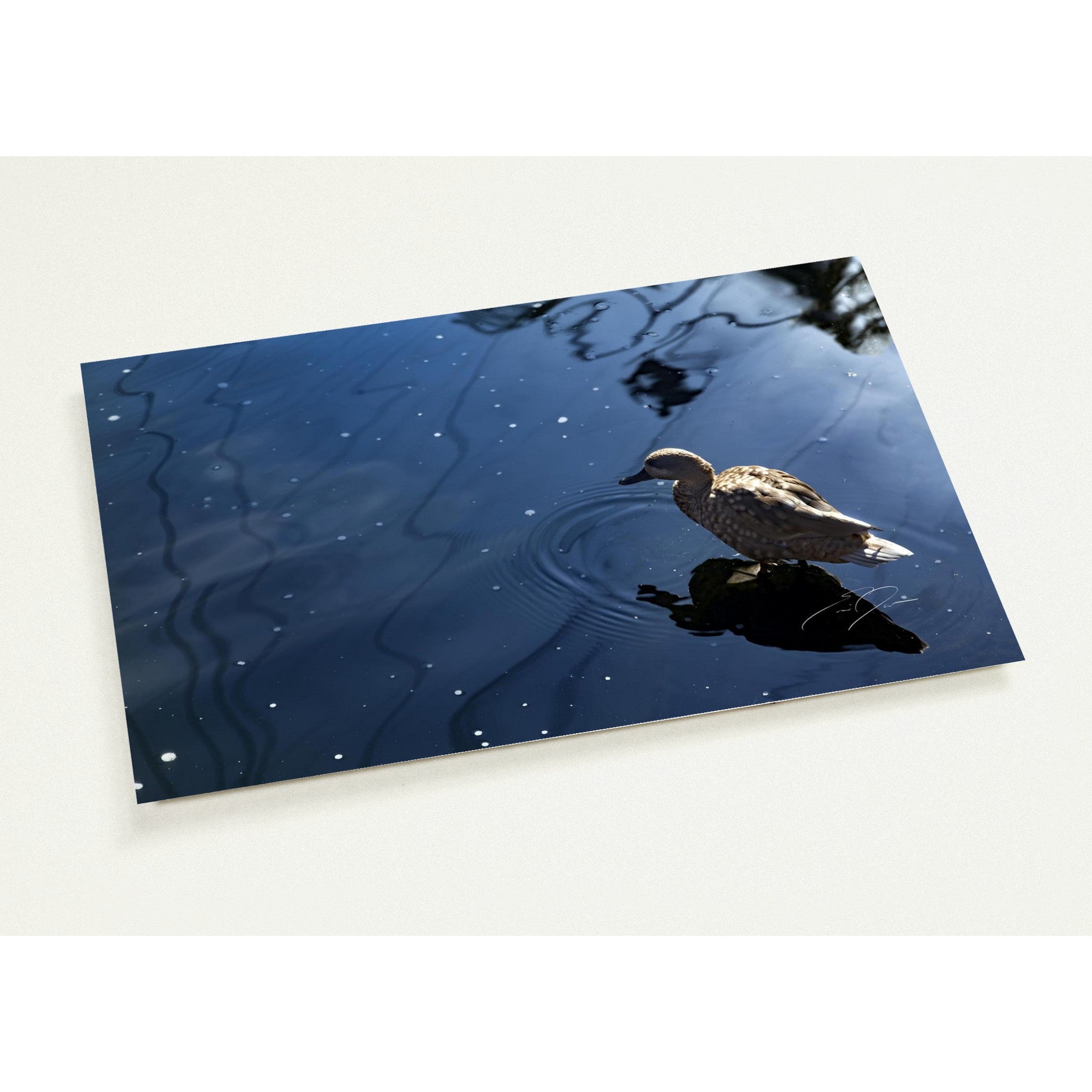 SIMPLE BEAUTY | Postcards