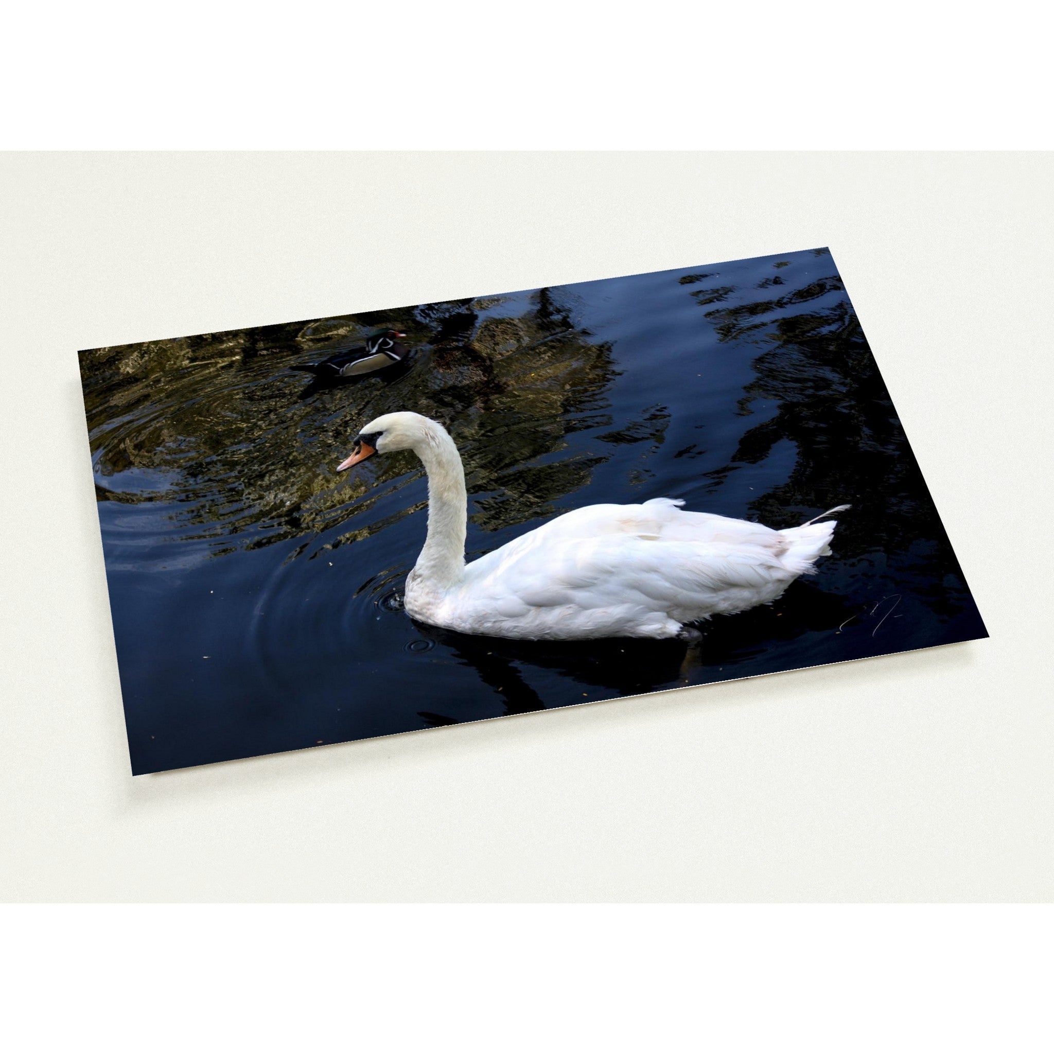 SWAN | Postcards
