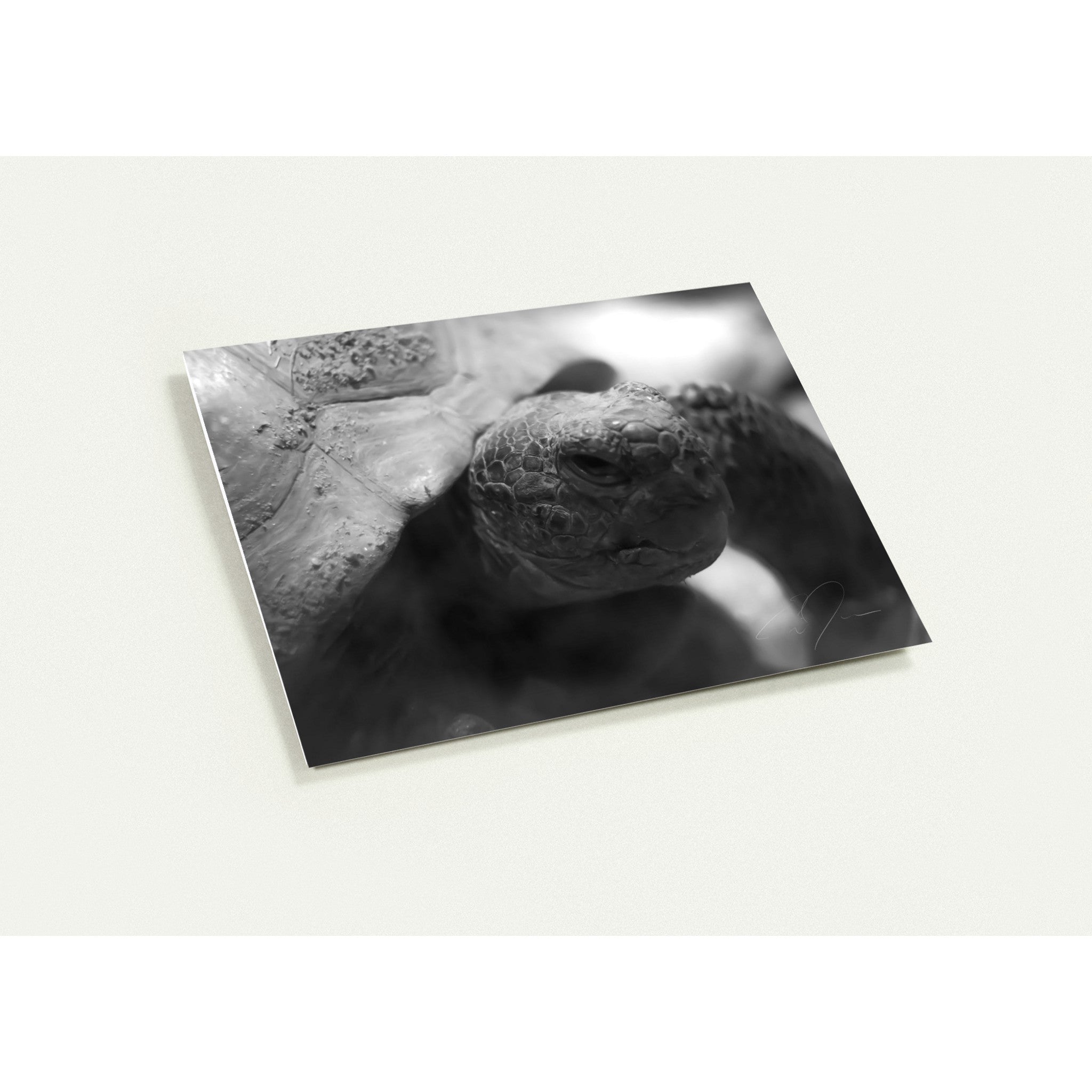 TORTOISE | Greeting Cards