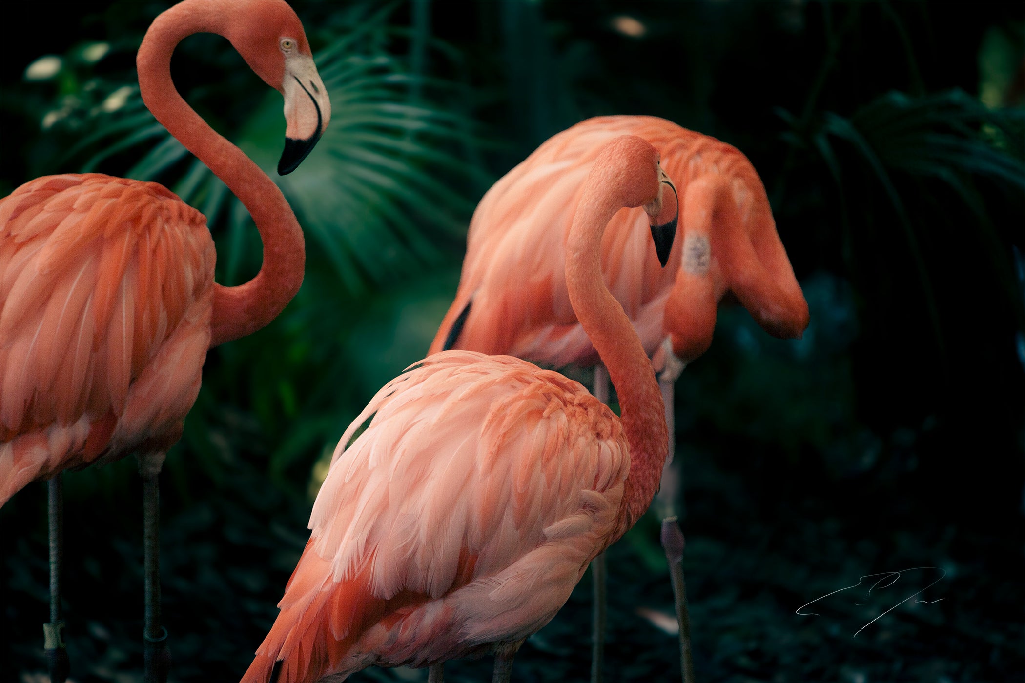 Wall Art | Three pink flamingos standing among green foliage