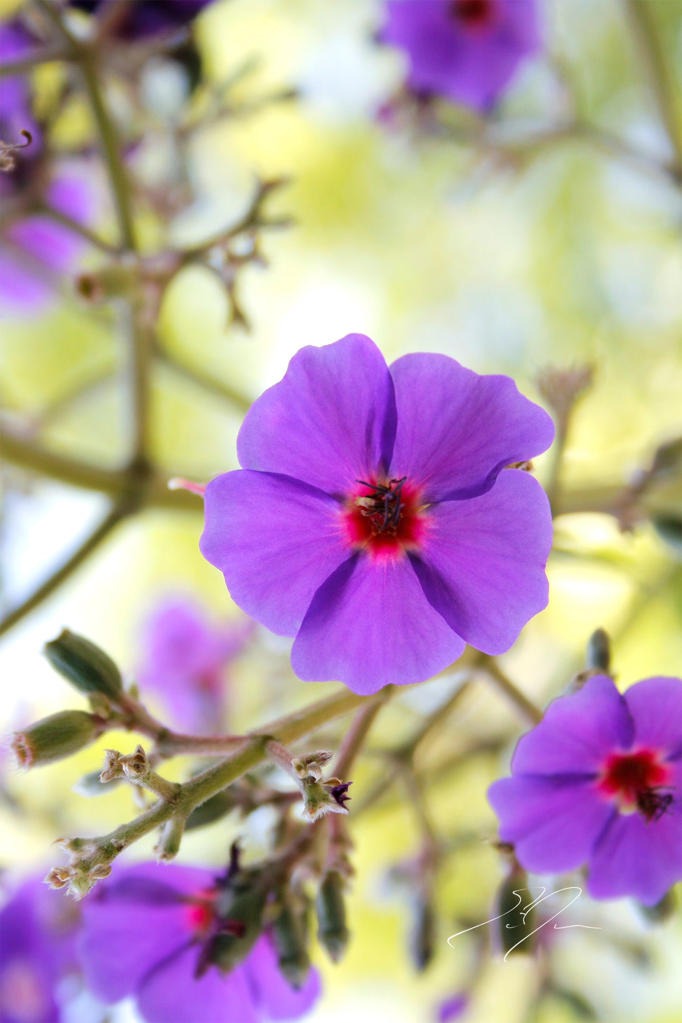 VIOLET PETALS (2008)