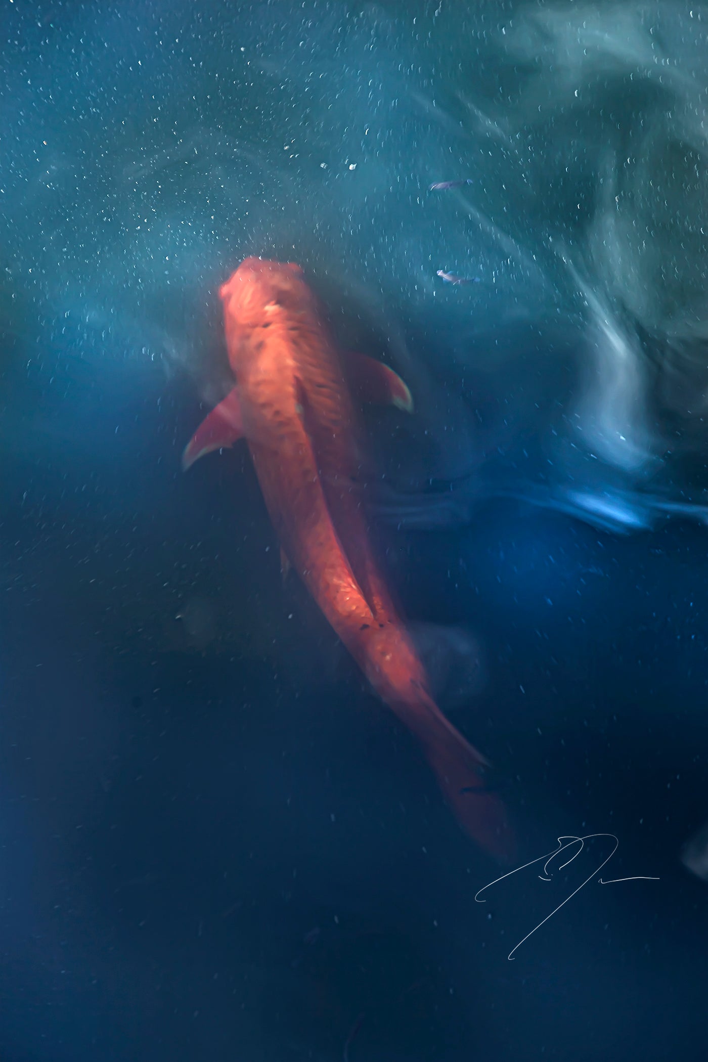 Wall Art: Koi (2022)