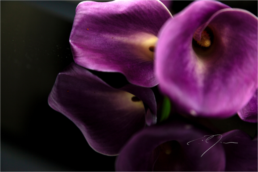 Main image EMULATE