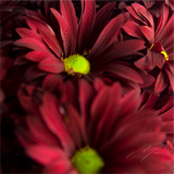 Main image INDIVIDUALITY