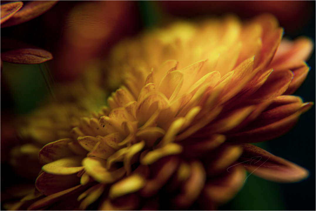 Main image PETALS' GLOW