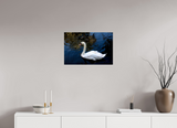 24 x 16″, PHOTO PRINT - FUJIFLEX HIGH GLOSS SWAN