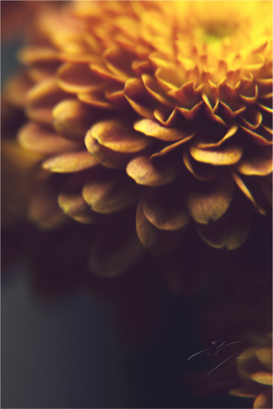 Main image RUSTIC PETALS