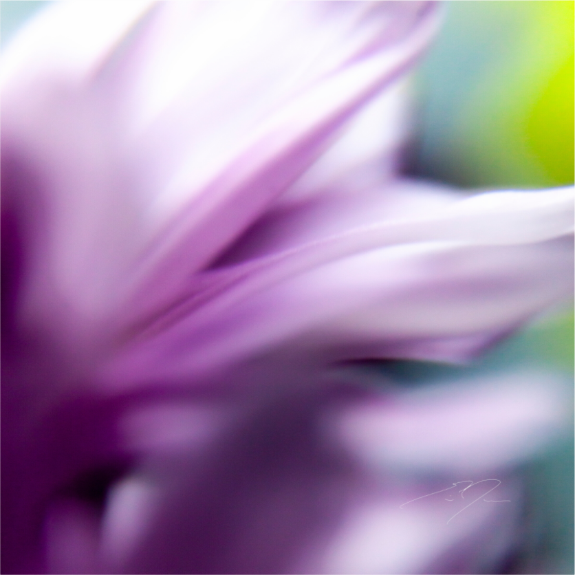 Main image FLEETING