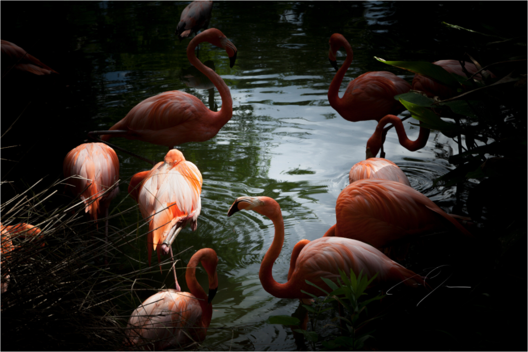 Main image FLAMINGOS