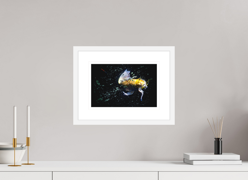 12 x 8″, FRAME - SOLID WOOD [FUJIFLEX] COMING UP FOR AIR